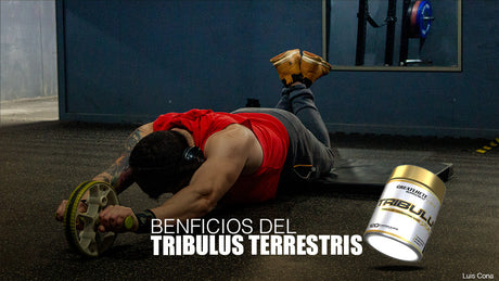 Beneficios de Tribulus Terrestris